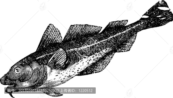 美國鱈魚（鱈魚americana）；復古雕刻