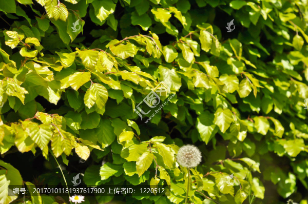在綠色灌木背景蒲公英和雛菊