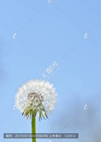 陽光明媚的藍(lán)天上的白色蒲公英