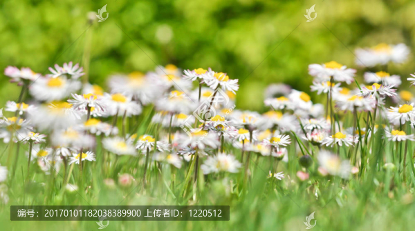 布什在綠色的草地上