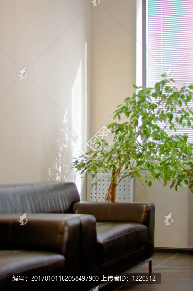 棕色皮革沙發(fā)；百葉窗和拐角處的綠色植物