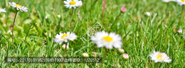 布什在綠色的草地上