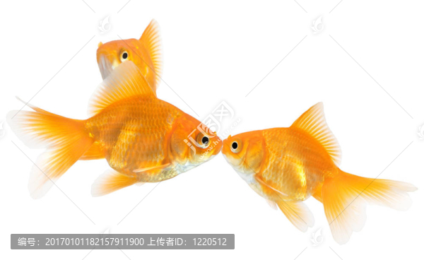 金魚的吻