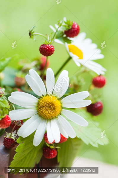 甘菊和野草莓