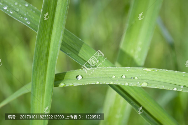青草上的水滴