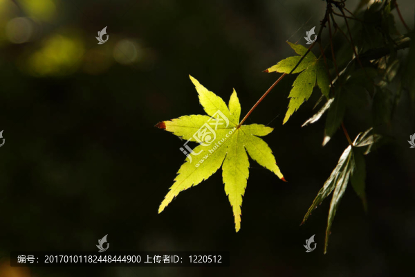 綠色的葉子