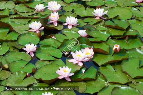 水百合