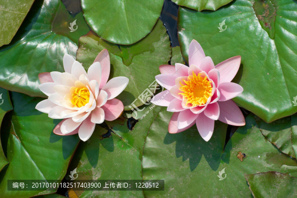 水百合