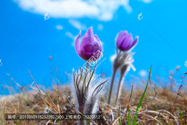Flower,Pasqueflower（Pulsatilla,patens）