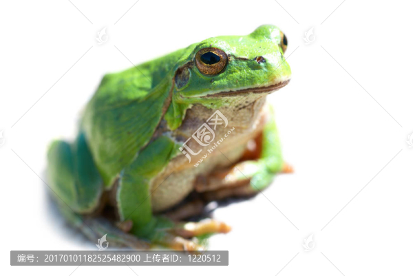 綠色的青蛙
