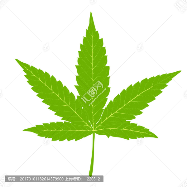 大麻葉。