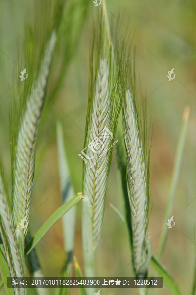 黑麥莖和耳朵的特寫照片