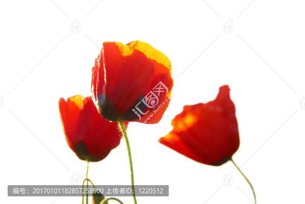 紅罌粟