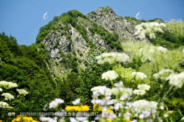 山峰間的花朵