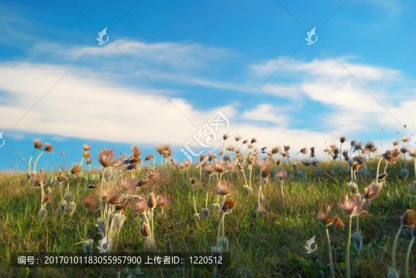 與花謝花田