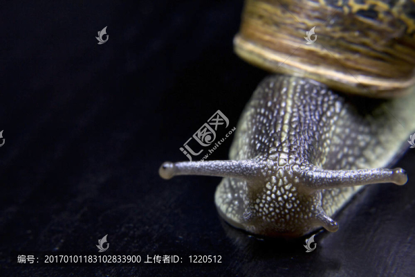 閉上蝸牛的眼睛