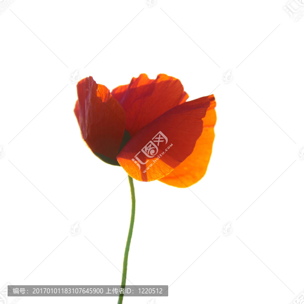 紅色的罌粟