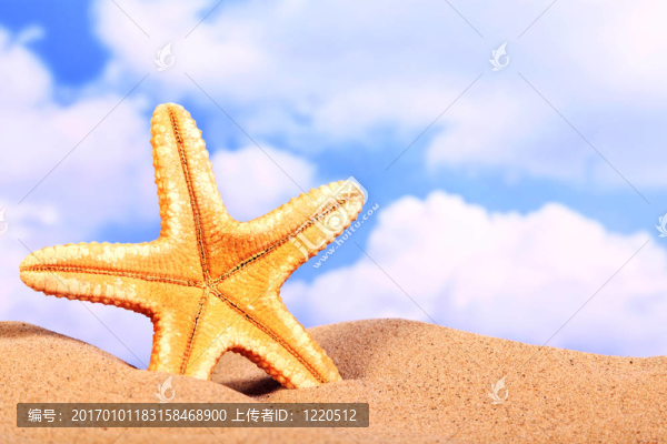 夏日海灘場(chǎng)景；沙灘上的海星