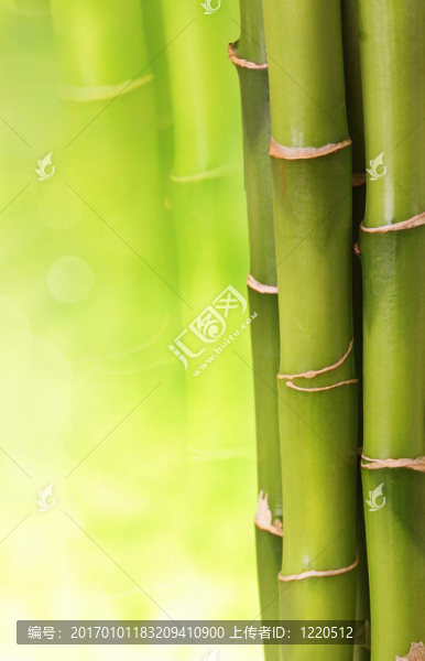 竹