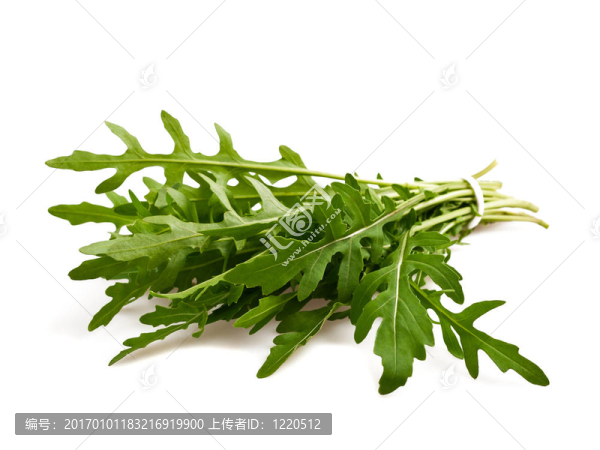 芝麻菜