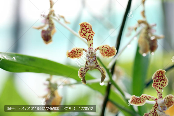 野生蘭花