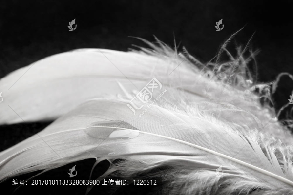 白色羽毛