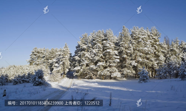 雪的圣誕節(jié)