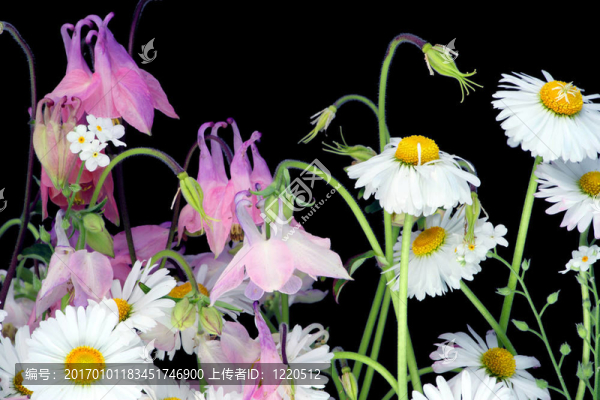 在夜晚的雛菊