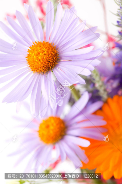 春天的花朵
