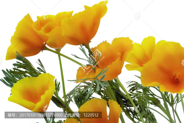 橙花的火花