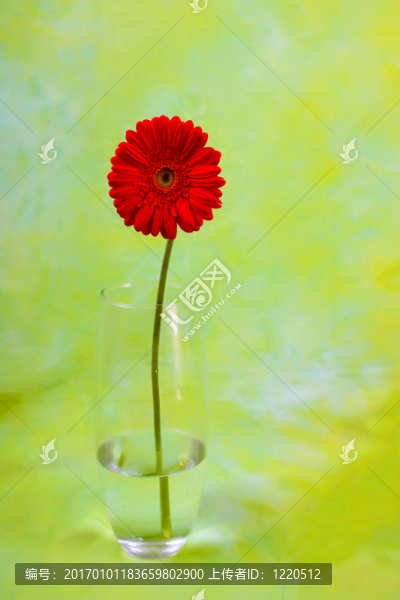 花瓶上的戴茜