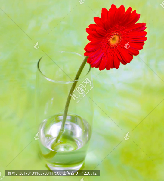 花瓶上的戴茜
