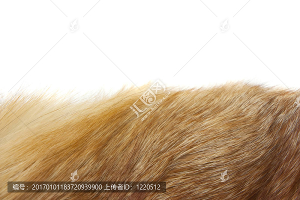 紅狐貍毛皮背景紋理