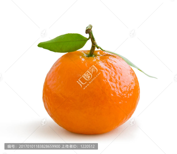 Tangerine夜店白色隔離