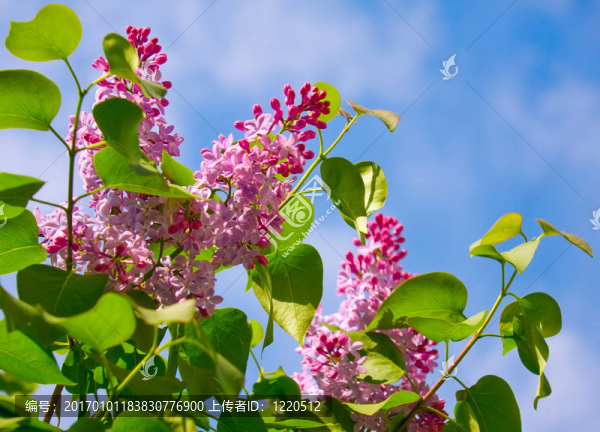 香丁香布什