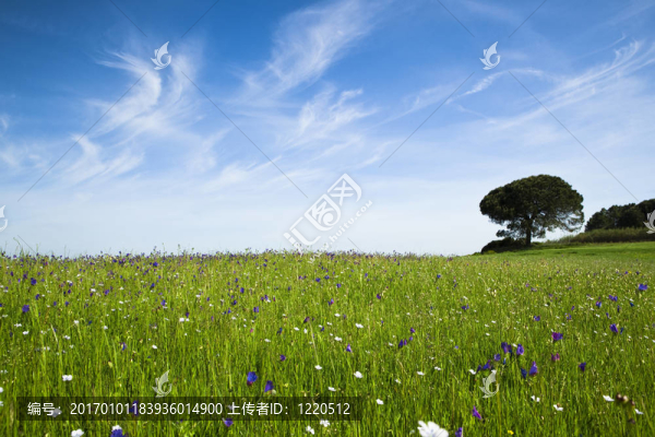 綠色的草地上