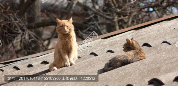 貓夫婦