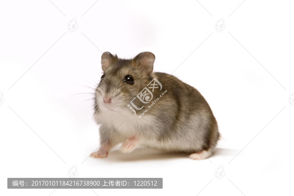倉鼠