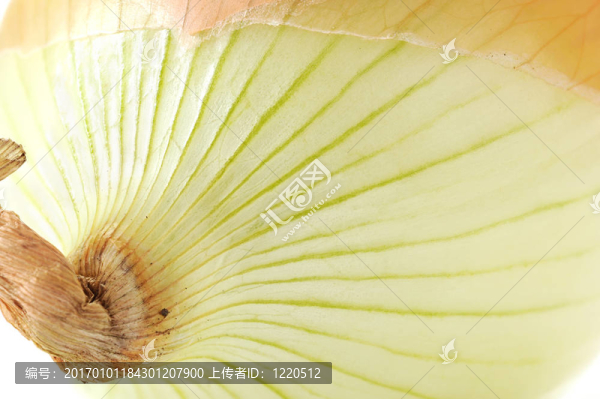 洋蔥