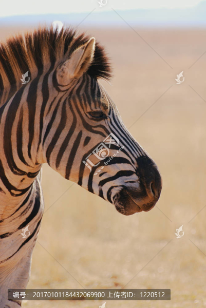 斑馬-匯圖網(wǎng) www.fosd68.com 斑馬