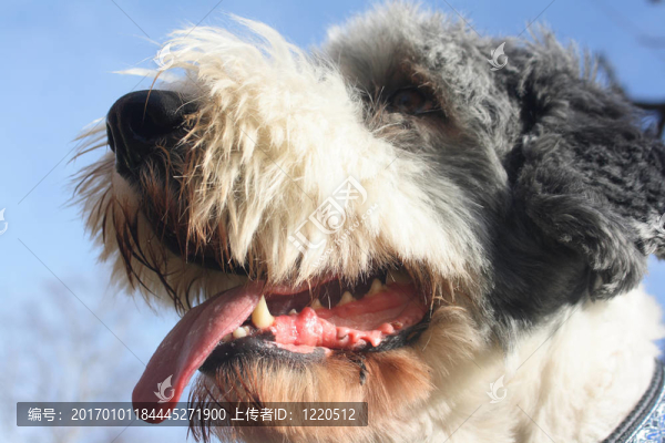 舌齒犬