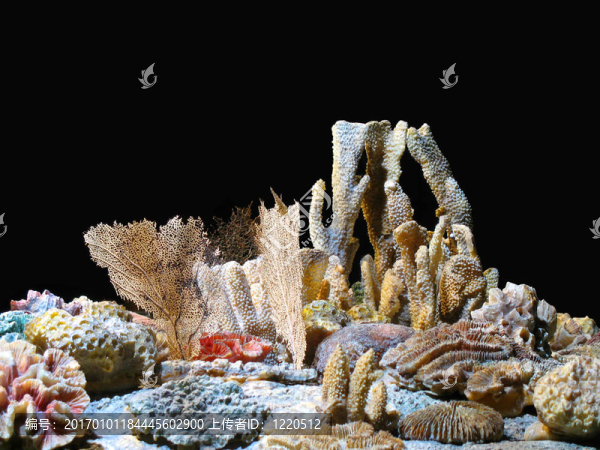 珊瑚-匯圖網(wǎng) www.fosd68.com 珊瑚