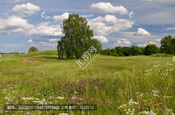 夏天的風景。