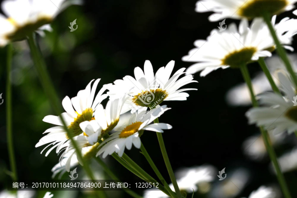 雛菊花