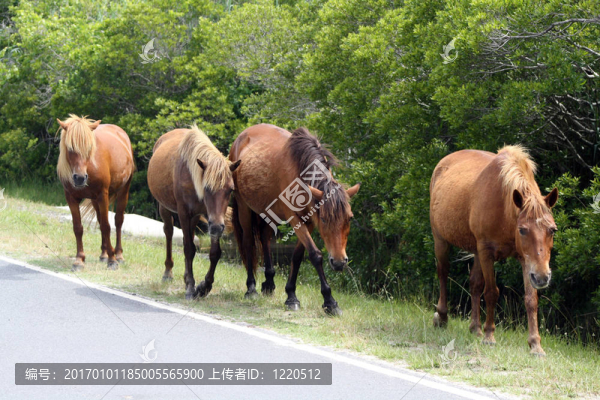 四小馬的道路