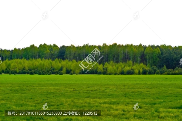 樹