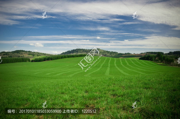 綠色的田野