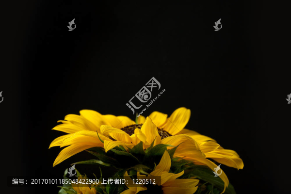 向日葵向日葵