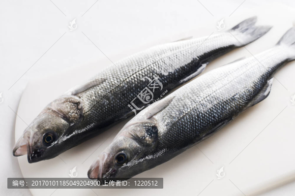 黑鱸-匯圖網(wǎng) www.fosd68.com 黑鱸