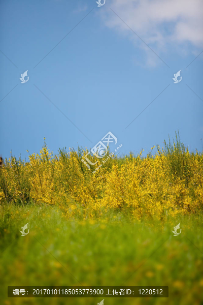 春天的草地